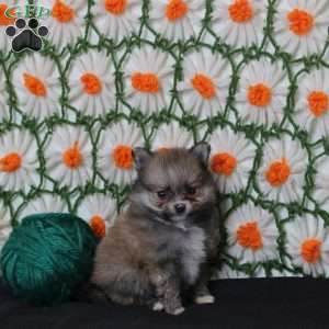 Kalani, Pomeranian Puppy